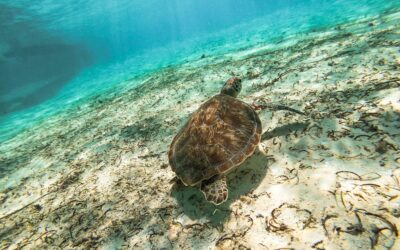 La convocatoria de Punto Azul en el Archipiélago para cuidar el planeta